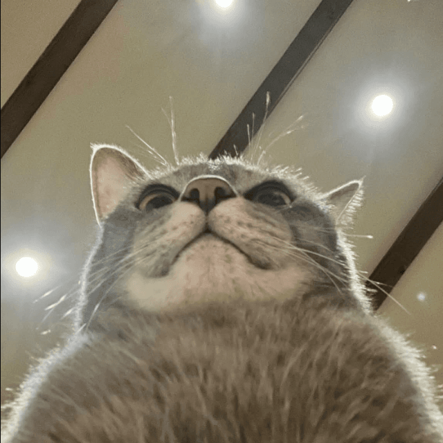 ローアングルでも堂々の猫。この視線で壁の向こうを見抜いていたのか（画像提供：kiriparaさん）