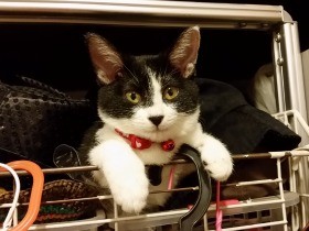 いたずら好きで毎日ハラハラ　家族を笑顔にする保護猫「モモ」