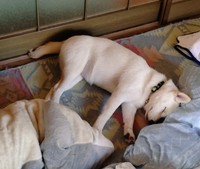 声をかけて起こした後は、「通常の寝姿」で二度寝したそう（画像提供：白柴米子（こめこ）さん）