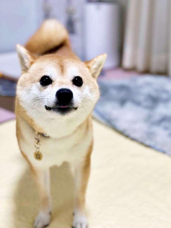 『お』の時のモモちゃん（画像提供：豆柴モモさん）