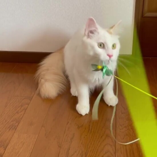 遊びで興奮する白羽