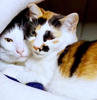 兄猫・ましゃくんにぴったりくっ付くあずちゃん（画像提供：黒猫のYoちゃん）