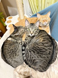 仲良くくつろぐすずくん（奥）、ふうかちゃん（左手前）、つむぎくん（右手前）（画像提供：すずつむふうさん）