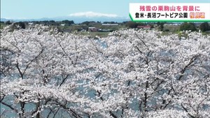 長沼フートピア公園で桜が見頃を迎える　クルージングで桜が楽しめる　宮城・登米市