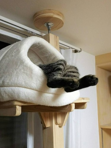 「どういう状況？」。猫たちの愛らしいしぐさで、家族の笑顔も増えたとか