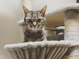 エスパー!? じーっと見つめて目で呼びかけるキジトラ「さくら」