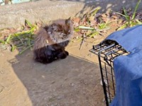 保護前、捕獲機の前に座ったちょこちゃん（画像提供：Li  2匹の保護猫と日常さん）