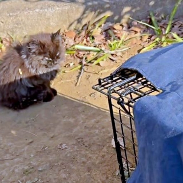 保護前、捕獲機の前に座ったちょこちゃん（画像提供：Li  2匹の保護猫と日常さん）
