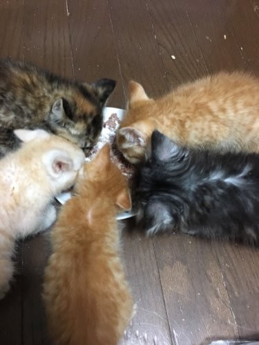 兄弟５匹でごはんをパクパク。右上が小夏（ボランティアさん宅で）