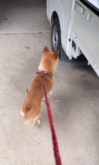 早く行こうよー！／柴犬コロとA君の平凡な日常さん（@a_kun.koro）提供