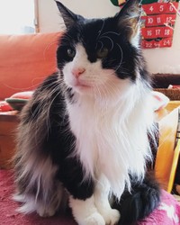 臆病猫は卒業、マイペースな猫になった