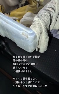 フォロワーさんから産まれて間もない子猫を保護したと連絡がきたという（「むし子。」さん提供、Instagramよりキャプチャ撮影）