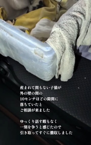 フォロワーさんから産まれて間もない子猫を保護したと連絡がきたという（「むし子。」さん提供、Instagramよりキャプチャ撮影）