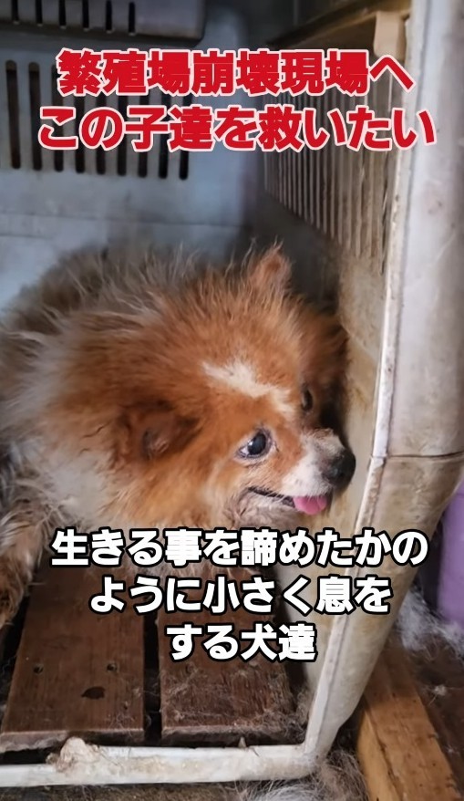 繁殖場崩壊現場から犬たちを保護（北村さん提供、Instagramよりキャプチャ撮影）