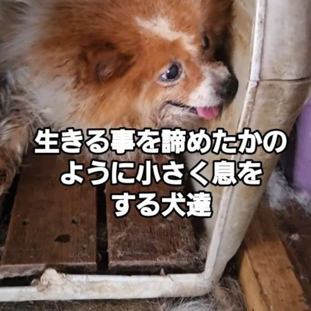 繁殖場崩壊現場から犬たちを保護（北村さん提供、Instagramよりキャプチャ撮影）