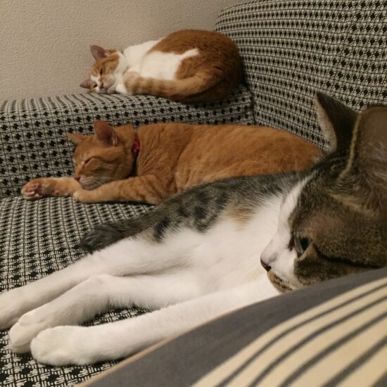 手前がカブ。「みかん、オネエがいなくなり、ママ（真美さんの母）がいなくなり、みかんもいなくなり……僕は寂しくて、大声で鳴いた」（真美さん提供）