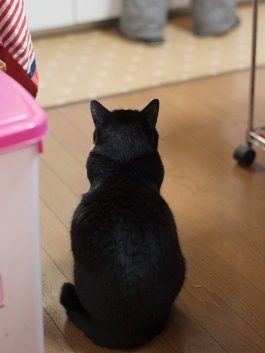 「オジさん用のごはんはいいから、僕のは？」（小林写函撮影）