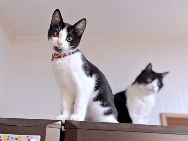 お転婆に成長中！ 飼い主さんを見つめるこはるちゃん（画像提供：T&A&Fさん）