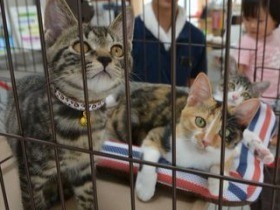 最後まで猫に責任もって…　愛護センターが講習会