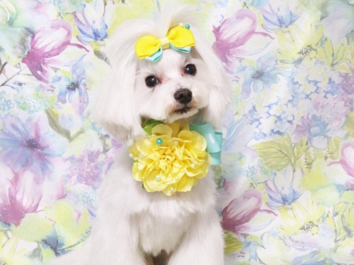 マルチーズの「サリー」改め「カブ」。新しい家族のもとで楽しく穏やかに暮らしております（ケンの家提供）