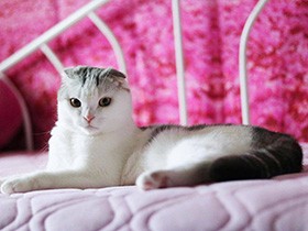 「なぞなぞ出すニャ」　スコ「サスケ」、気分はスフィンクス？