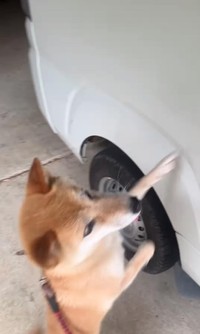 早く行こうよー！／柴犬コロとA君の平凡な日常さん（@a_kun.koro）提供