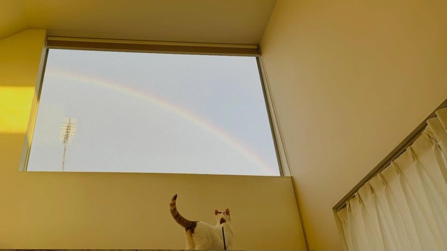 家の中で一番高い窓から空を眺めるムーちゃん／猫専用賃貸 Gatos Apartmentさん（gatos_apartment）提供