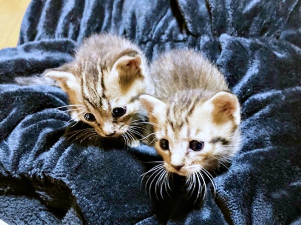 保護当日、クッションの上にちょこんとのったモモくん、マオくん（画像提供：ぽりぽりさん）