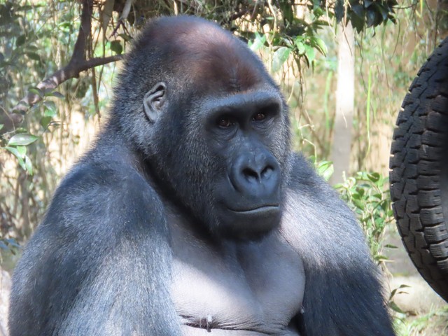 京都市動物園で愛されたゲンタロウは上野動物園に移動した