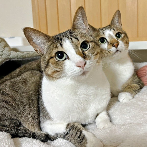 ポーズがシンクロする（左から）レモンちゃん、ソーダくん（画像提供：レモンとソーダさん）