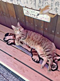 猫じゃらしで遊ぶにゃにゃこちゃん（画像提供：福直フルーツ 尾道の果物屋さん）