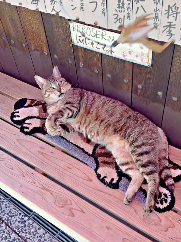 猫じゃらしで遊ぶにゃにゃこちゃん（画像提供：福直フルーツ 尾道の果物屋さん）