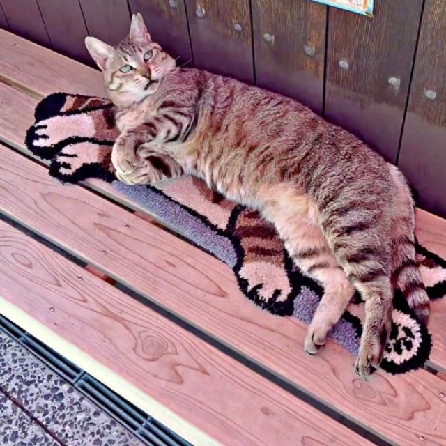 猫じゃらしで遊ぶにゃにゃこちゃん（画像提供：福直フルーツ 尾道の果物屋さん）