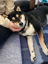 飼い主さんに甘えたいときや遊んで欲しいとき、ポン助くんは前足をチョイチョイと伸ばして健気に合図してくるそう（提供：ぽんぽんポン助さん）