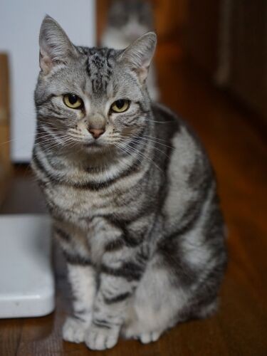 猫たちにもずっと元気でいてほしい「またきてね」「明日行くよ」