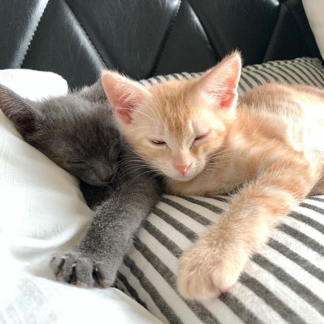 寝る時は必ず一緒