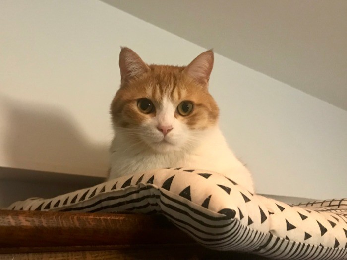 食器棚の上から私が食事をしている様子を見るごろりん