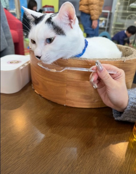 会員を対象に行った、猫カフェでの女子会にて