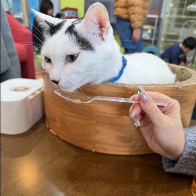 会員を対象に行った、猫カフェでの女子会にて