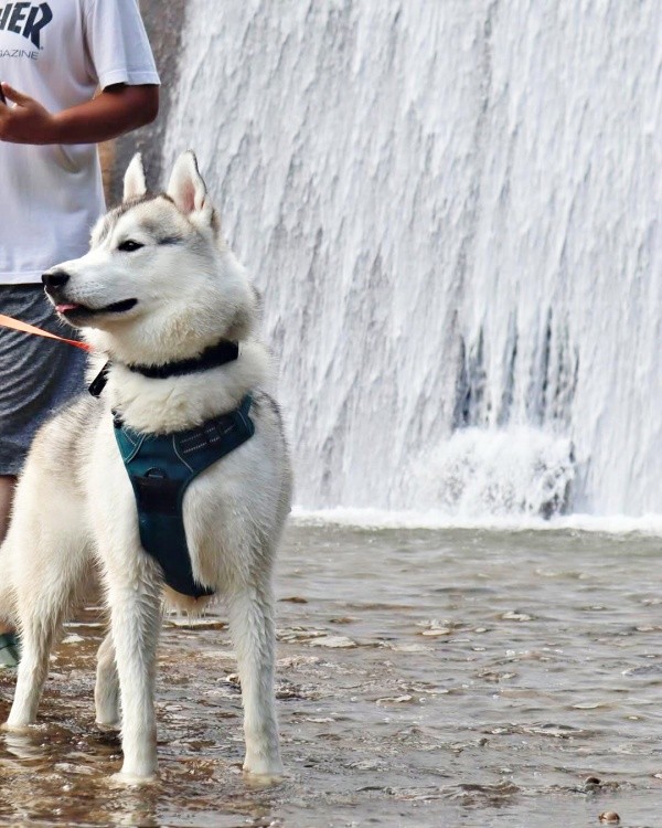 滝の前で涼む珀くん（画像提供：ハスキーの珀くん）