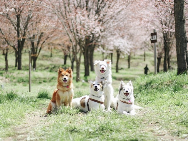 わなにかかり殺処分寸前だった母犬 子犬とともに引き取られ 穏やかで幸せな日々 犬 猫との幸せな暮らしのためのペット情報サイト Sippo