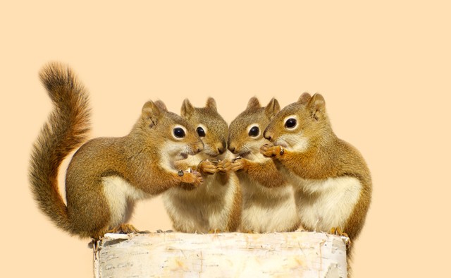 写真はイメージです（kellyplz／stock.adobe.com）