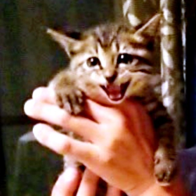 おうちに迎え入れたときのココロちゃん。生後推定2カ月でした（画像提供：ココロさん）