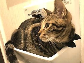 夜逃げのマンションに残されていた子猫　勇ましい名前をもらう