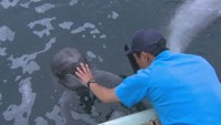水族館でイルカやアシカをトレーニング　飼育員のお仕事を紹介　香川【おしごとみせて】
