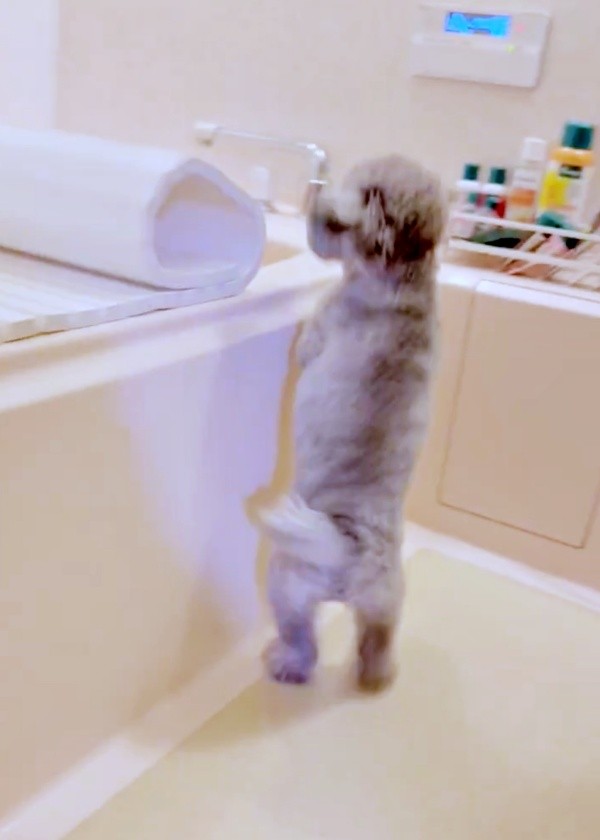 飼い主さんがフタを閉めていくと、エマちゃんは跳ねながら先まで付いていきます（画像提供：エマです！さん）