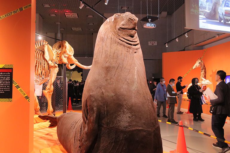 巨大標本にワクワク グッズも楽しい特別展「超危険生物展 科学で挑む