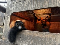 冬は巣箱にいることも多い