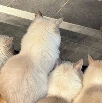 4匹の猫たちが一斉に見つめるその先には…（「エマルカトワニコ^._.^ラグドール」さん提供）※一部トリミング
