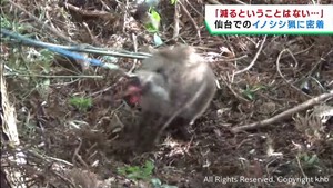 仙台市でイノシシ被害が増える　高校にも出没　猟友会が捕獲を続ける